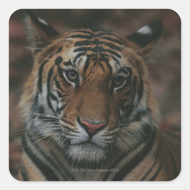 Tiger Cub Quadratischer Aufkleber (Vorderseite)