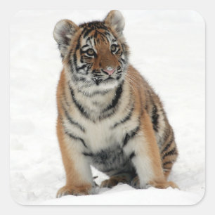 Tiger Cub Quadratischer Aufkleber