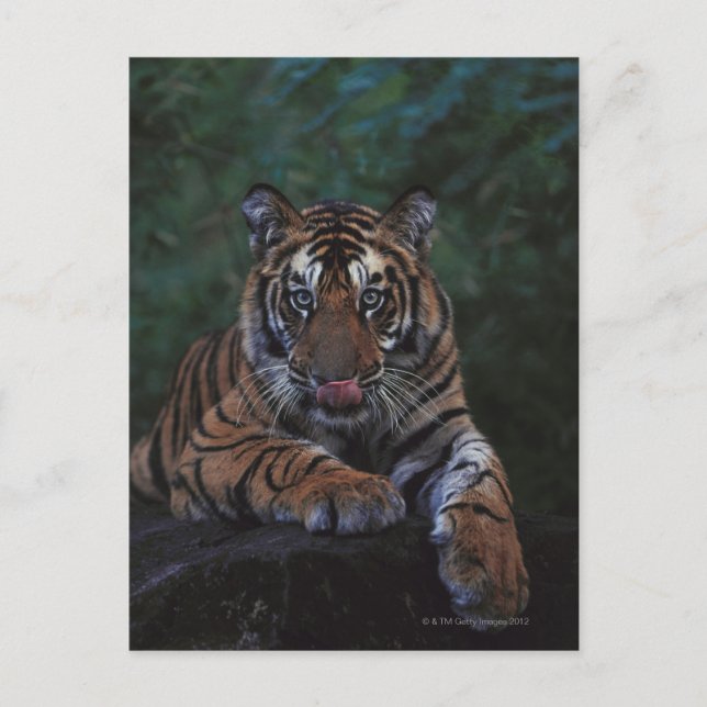 Tiger Cub Reclines on Rock Postkarte (Vorderseite)