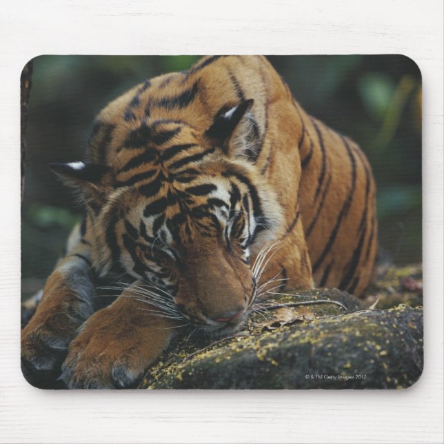 Tiger Cub schläft auf Rock Mousepad (Vorne)