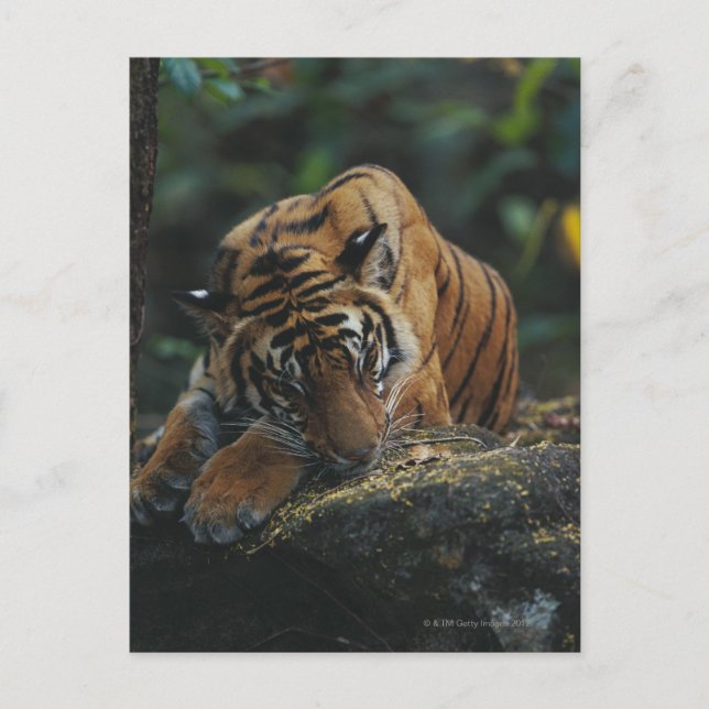 Tiger Cub schläft auf Rock Postkarte (Vorderseite)