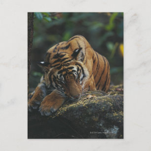 Tiger Cub schläft auf Rock Postkarte
