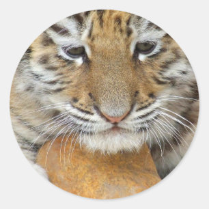 Tiger Cub Sticker