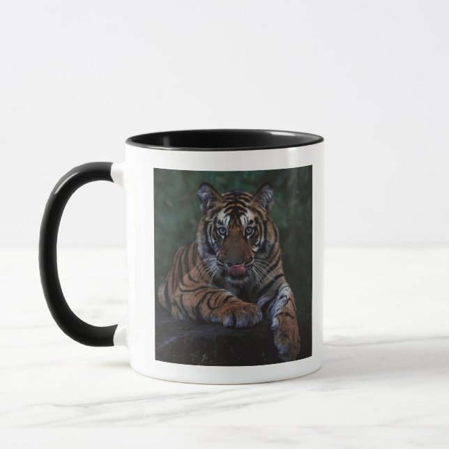 Tiger CUB stützt auf Felsen Tasse (Links)