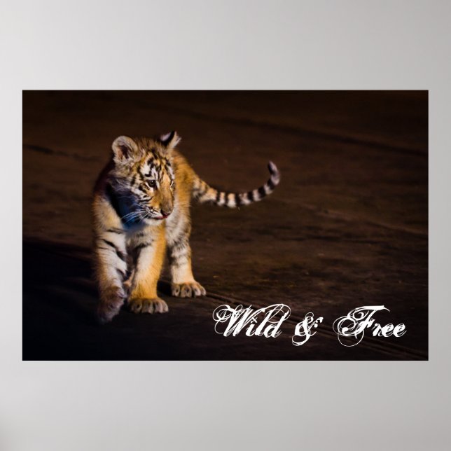 Tiger Cub Walking Poster (Vorne)