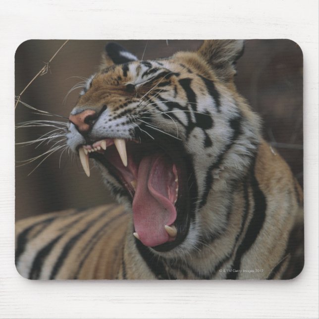 Tiger Cub Yawning Mousepad (Vorne)