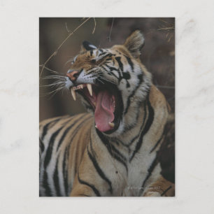 Tiger Cub Yawning Postkarte