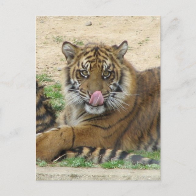 Tiger Cubs Postkarte (Vorderseite)