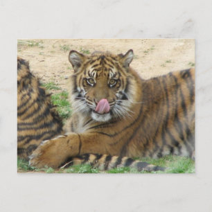 Tiger Cubs Postkarte