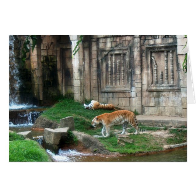 Tiger-Den (Vorderseite (Horizontal))