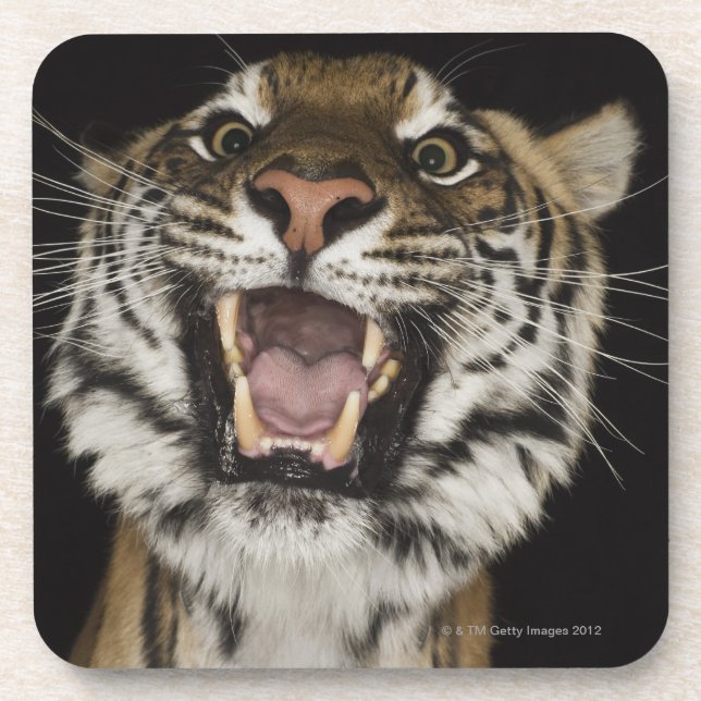 Tiger, der 2 brüllt untersetzer (Vorderseite)
