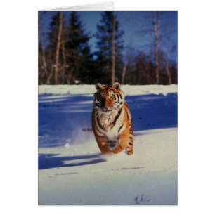 Tiger, der über Schnee läuft