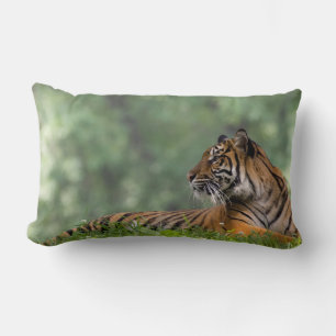 Tiger, der unter einem Baum Lounging ist Lendenkissen