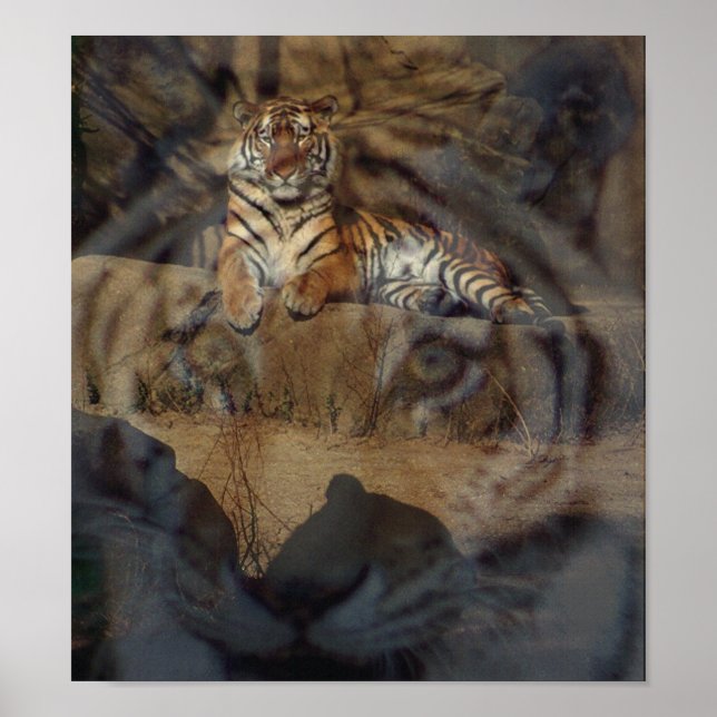 Tiger Doubletake Poster (Vorne)