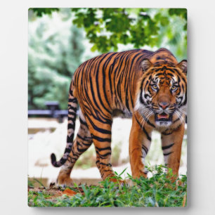Tiger-Druck Katze individuell personalisieren Jubi Fotoplatte