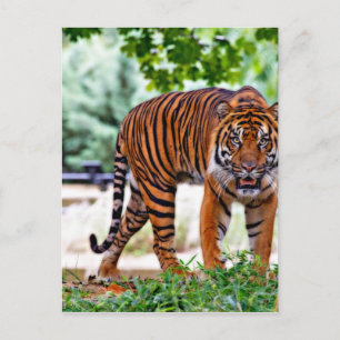 Tiger-Druck Katze individuell personalisieren Jubi Postkarte