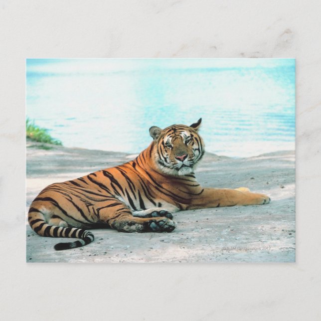 Tiger durch Fluss Postkarte (Vorderseite)