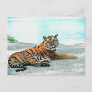 Tiger durch Fluss Postkarte