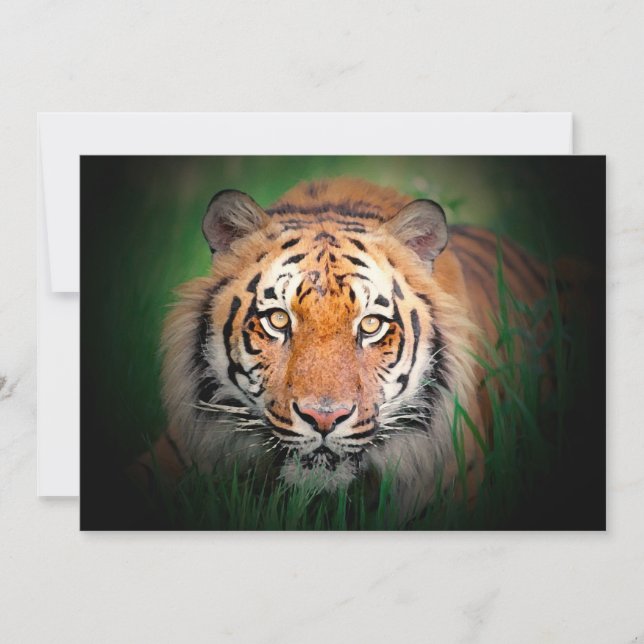 Tiger-Einladung Einladung (Vorderseite)