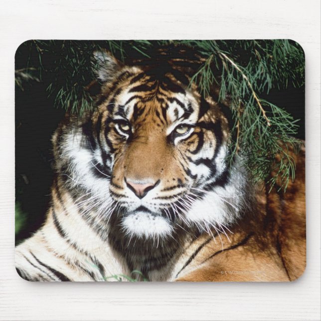 Tiger Enjoying Shade Mousepad (Vorne)