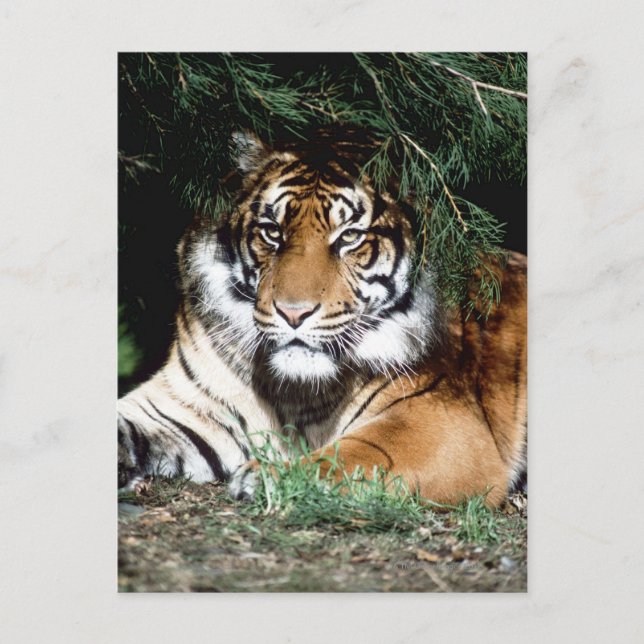 Tiger Enjoying Shade Postkarte (Vorderseite)