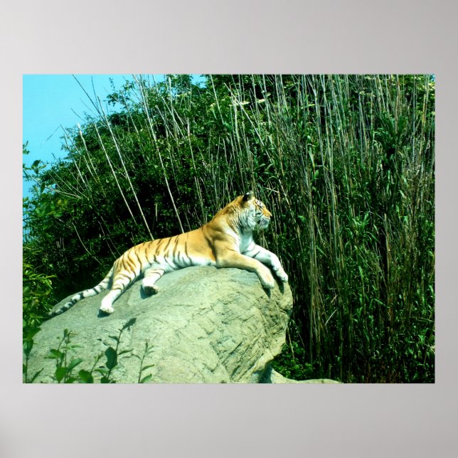 Tiger entspannend poster (Vorne)