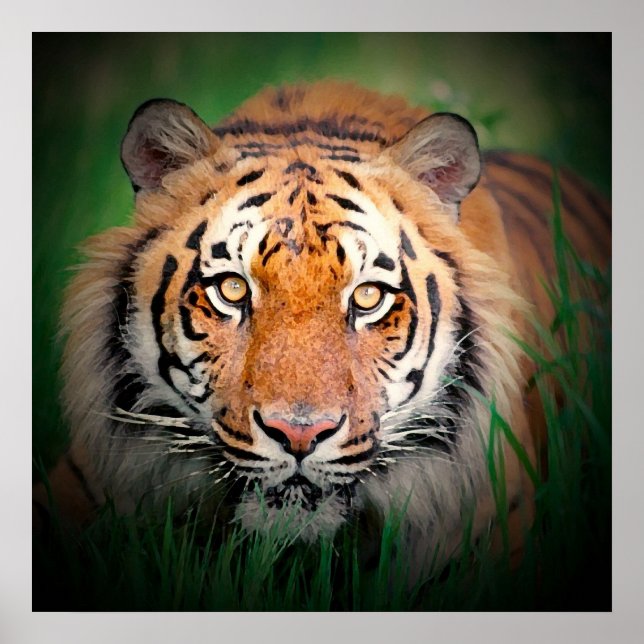Tiger Eyes Art Print Poster (Vorne)