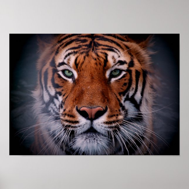 Tiger Face Eyes Atemberaubend Big Cat A3 Poster (Vorne)