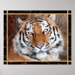 Tiger Face Foto Image Print Poster