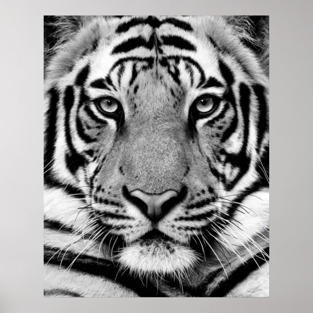 Tiger Face Poster (Vorne)