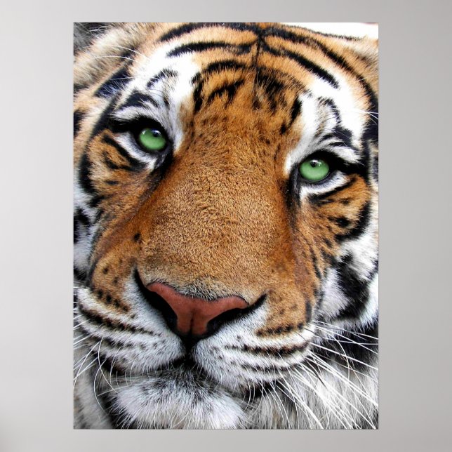 Tiger Face Poster (Vorne)