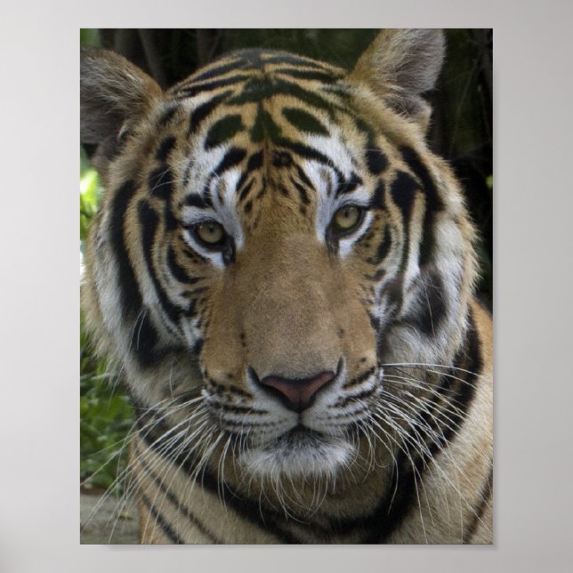 Tiger Face Poster (Vorne)