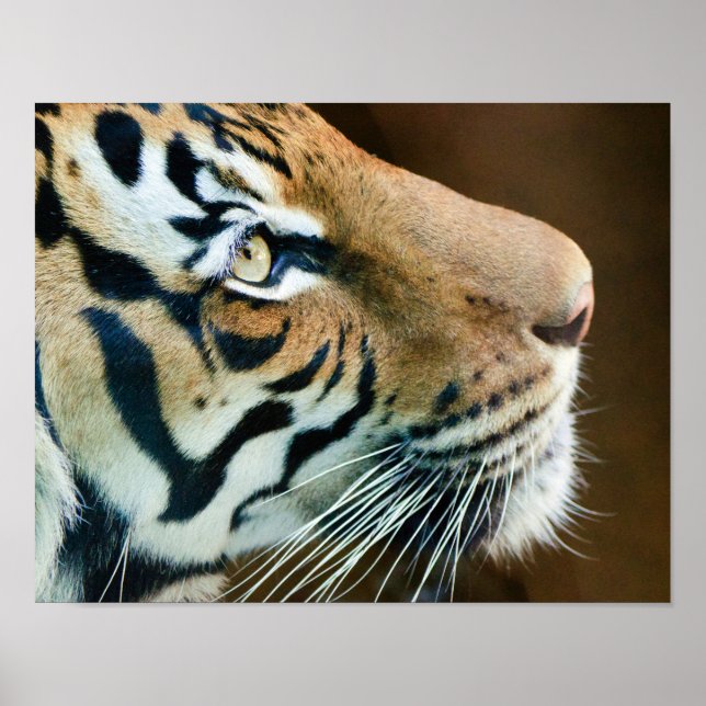 Tiger Face Print Poster (Vorne)