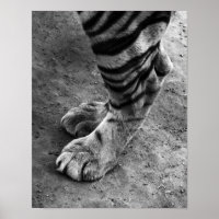 Tiger Feet Schwarz-Weiß-Foto