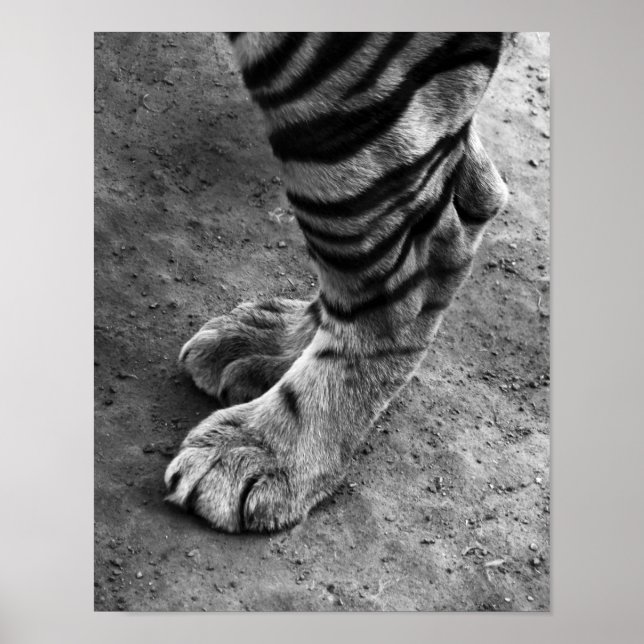 Tiger Feet Schwarz-Weiß-Foto Poster (Vorne)