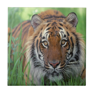 Tiger Fliese
