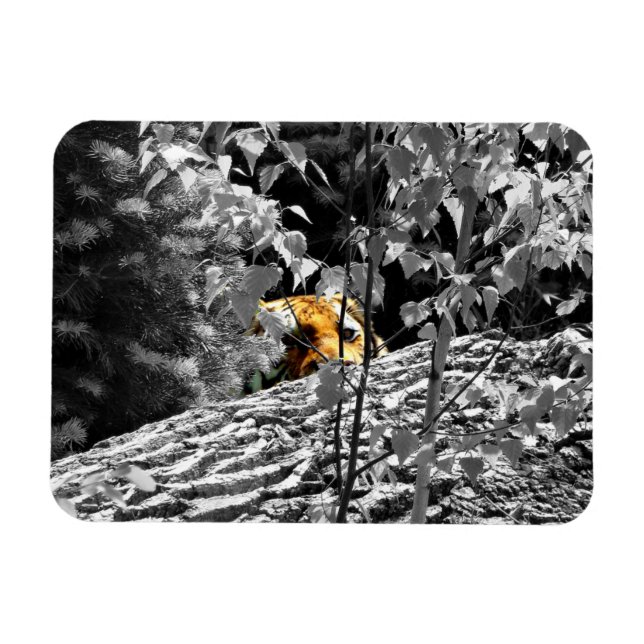 Tiger Flüchtige Blick-a-boo Flexible Magnet (Horizontal)