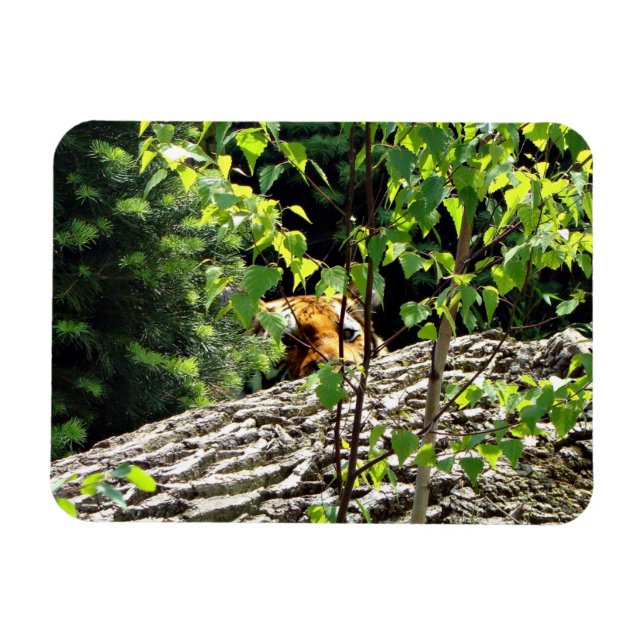 Tiger Flüchtige Blick-a-boo Flexible Magnet (Horizontal)