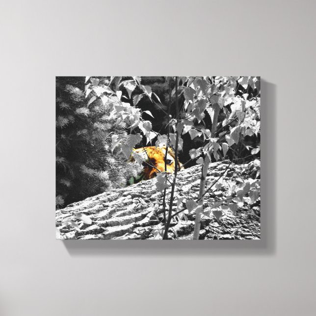 Tiger Flüchtige Blick-a-Boo-Leinwand 10x8 Leinwanddruck (Vorderseite)