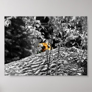 Tiger Flüchtige Blick-a-Boo-Poster 7x5 Poster