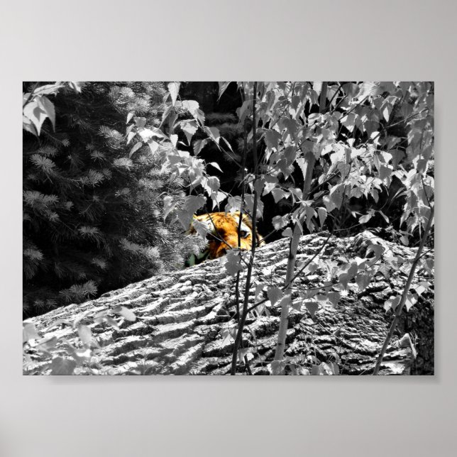 Tiger Flüchtige Blick-a-Boo-Poster 7x5 Poster (Vorne)
