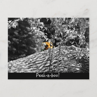 Tiger Flüchtige Blick-a-boo Postkarte