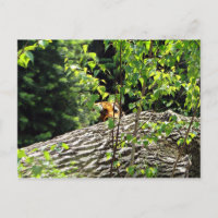 Tiger Flüchtige Blick-a-boo Postkarte