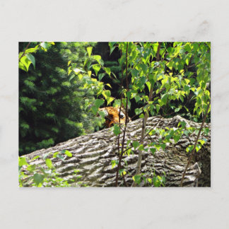 Tiger Flüchtige Blick-a-boo Postkarte