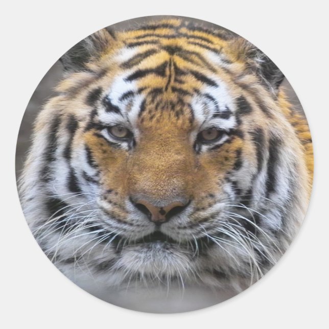 Tiger Foto Fog Nah Sticker (Vorderseite)