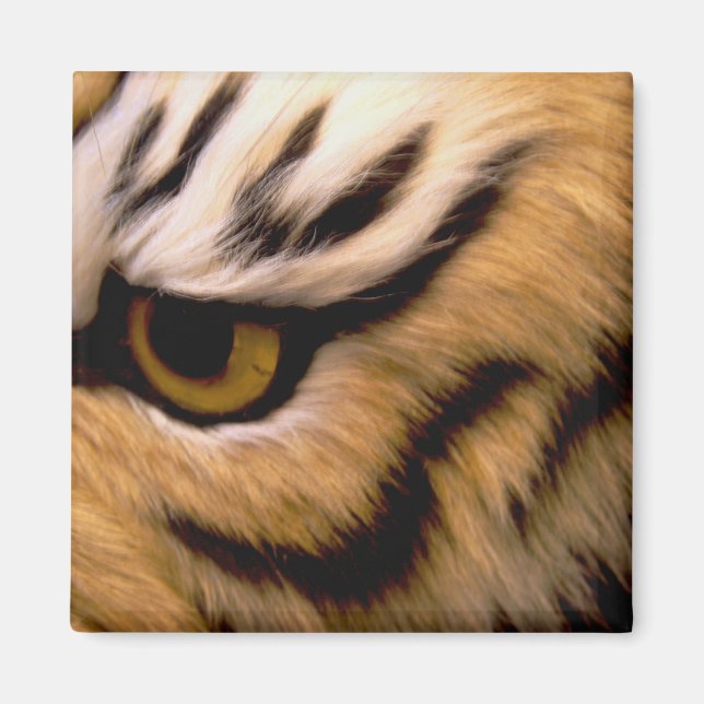 Tiger Foto Square Magnet (Vorne)