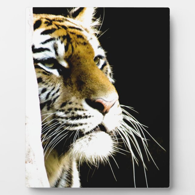 Tiger Fotoplatte (Vorderseite)