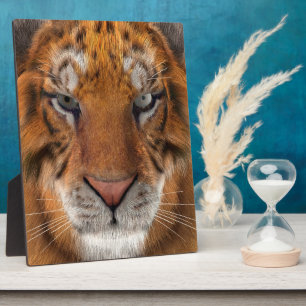 Tiger Fotoplatte