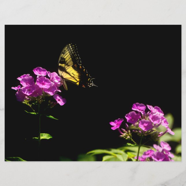Tiger-Frack auf Phlox (Vorderseite)