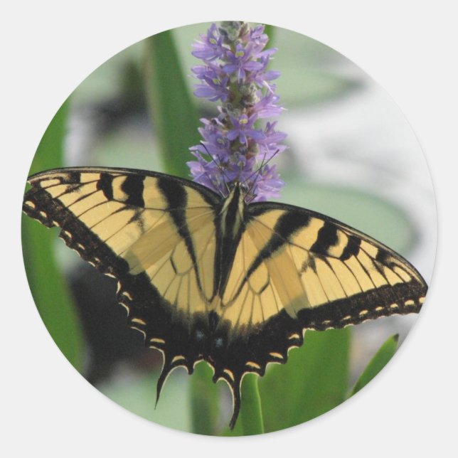 Tiger-Frack auf Pickerel-Aufkleber Runder Aufkleber (Vorderseite)